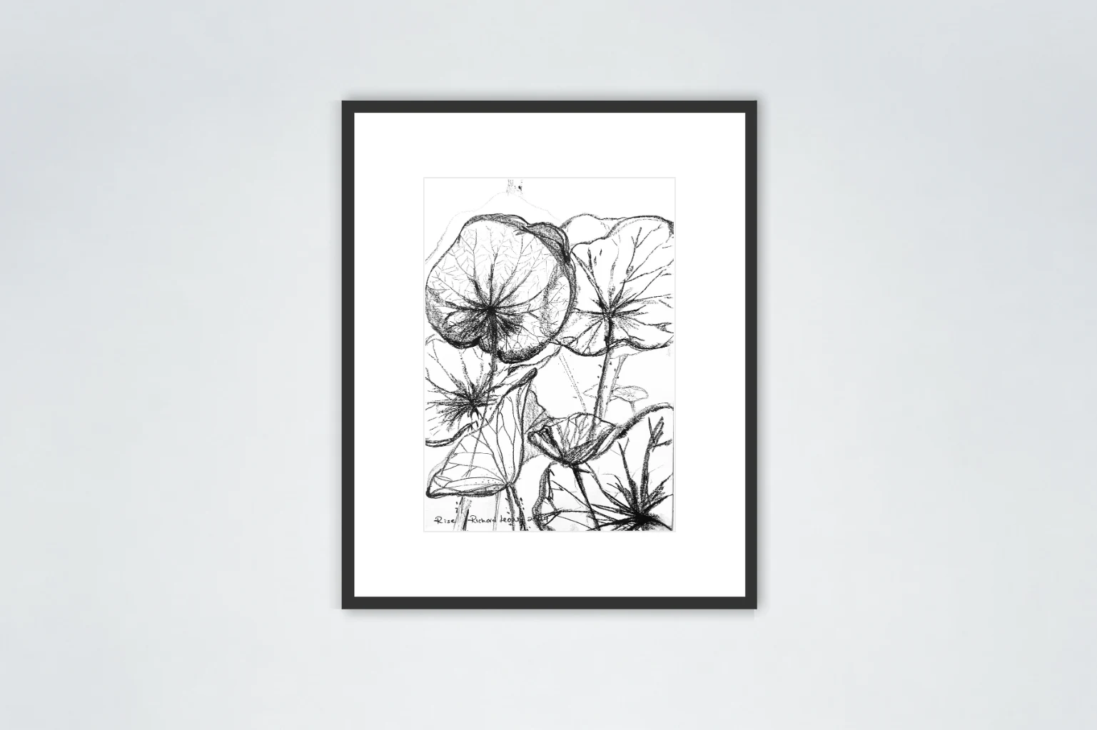 Rise, 2024, charcoal on paper
